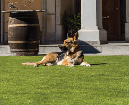 grama pet friendly@72x